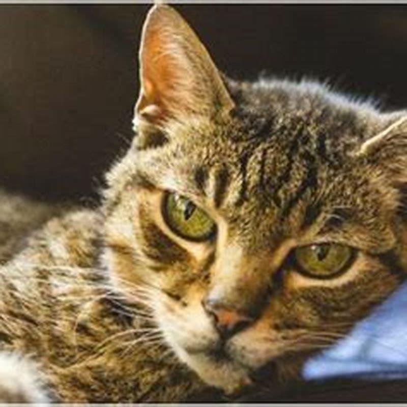 Can Hyperthyroidism Be Reversed In Cats