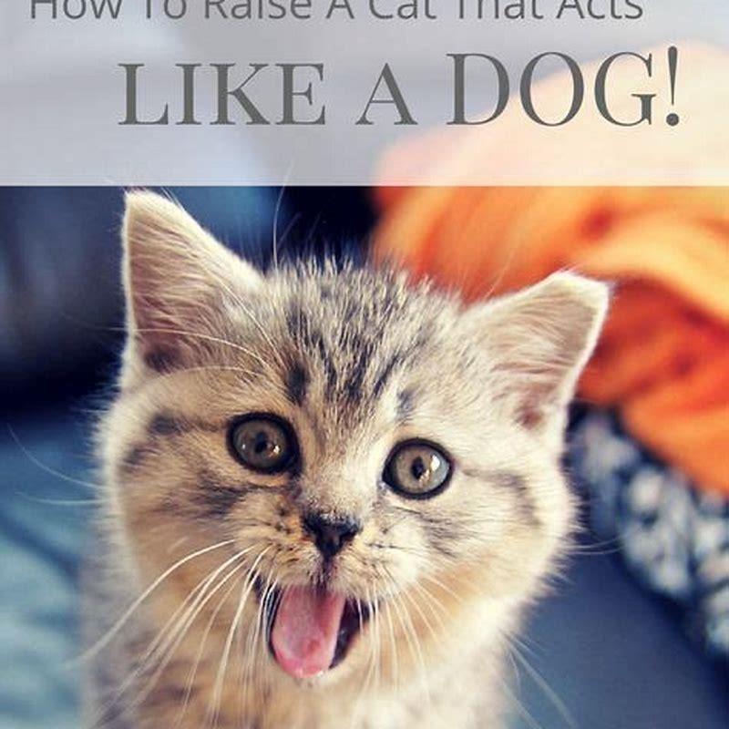 Can You Teach A Cat Commands