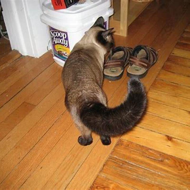 Can you tell how big a cat will get?
