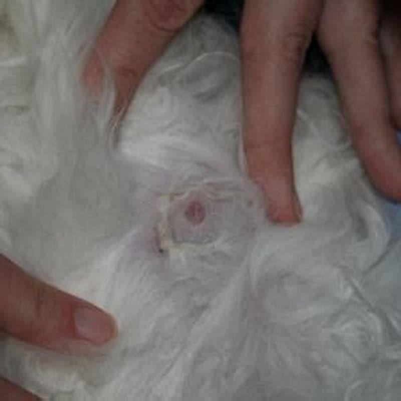 Can you tell how many kittens a cat will have by their nipples?