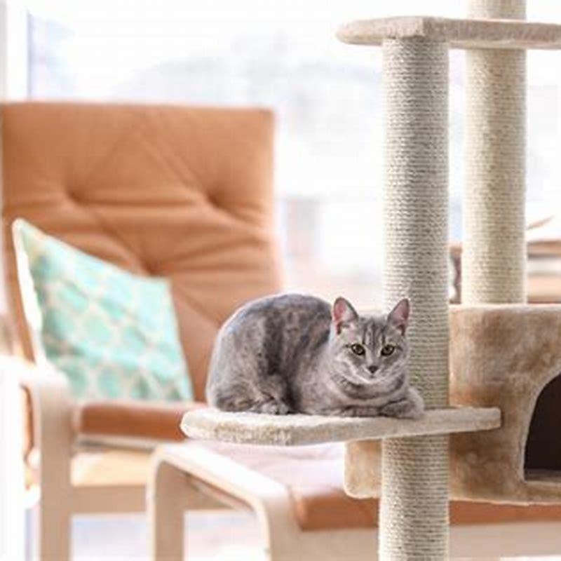 Can you train a cat to not scratch furniture? - DIY Seattle