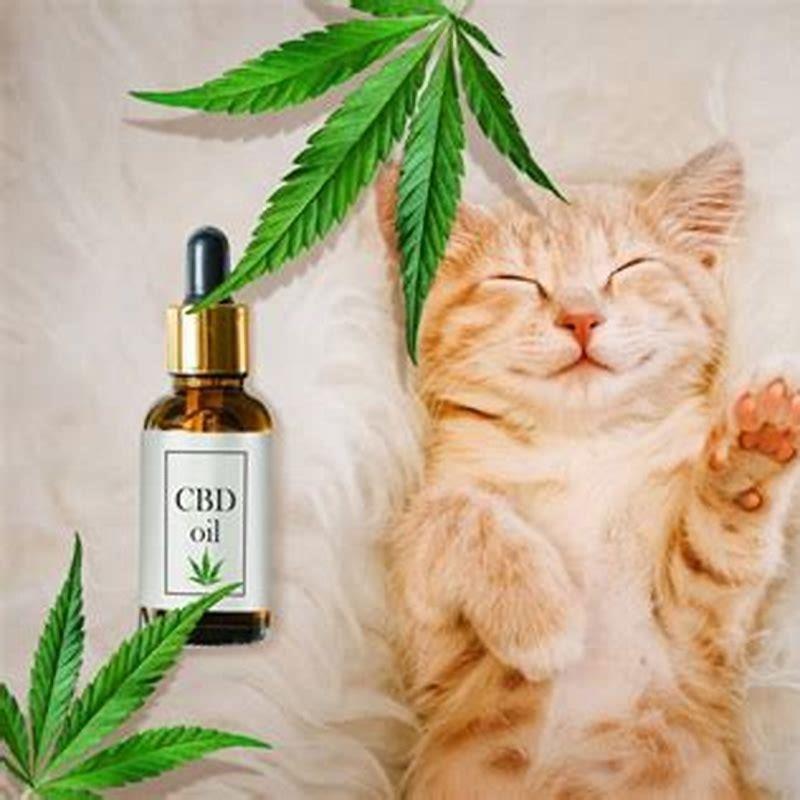 Can you use CBD oil in cats?