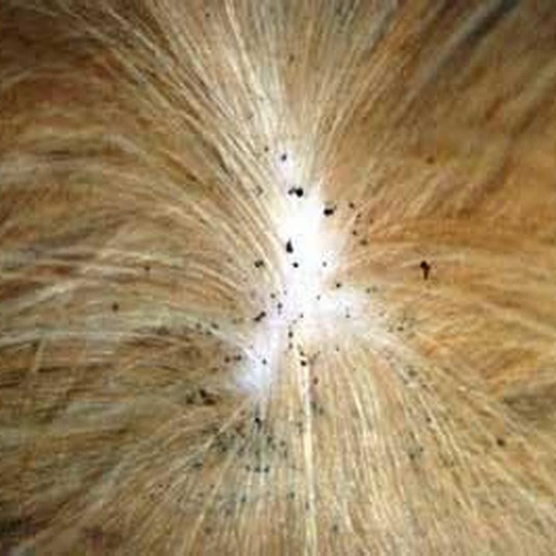 Can your cat get fleas if it never goes outside?