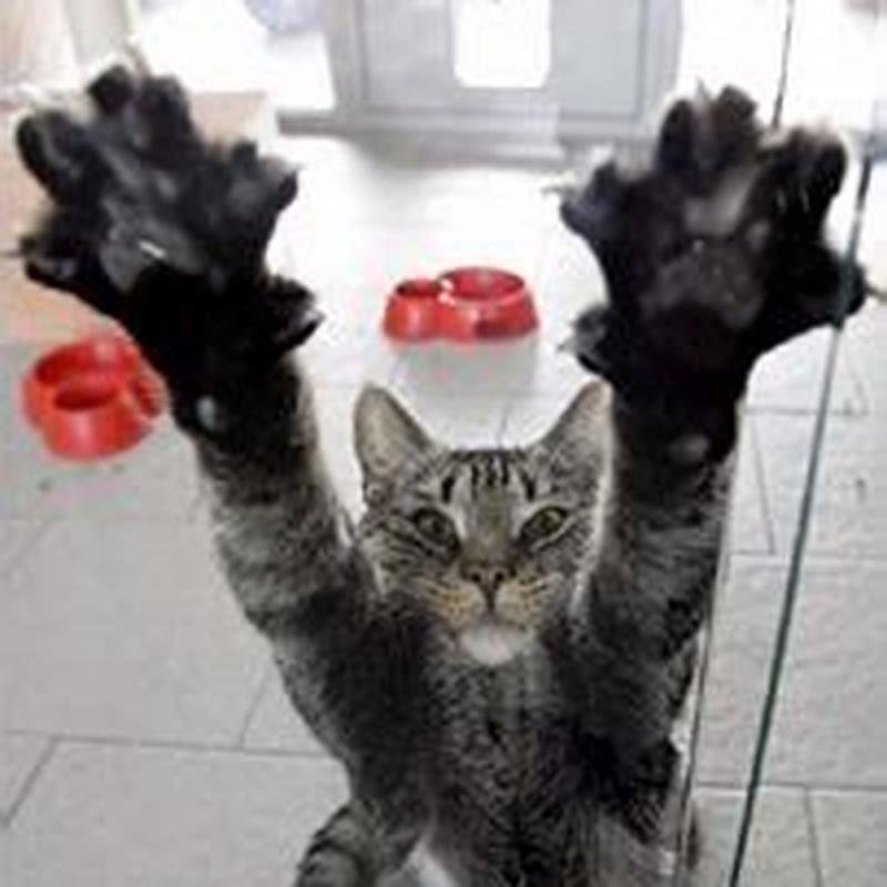 Did cats come from big cats?