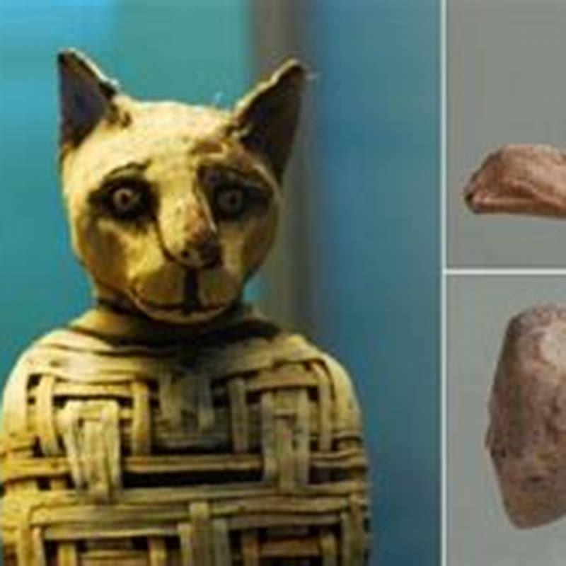 Did the ancient Egyptians domesticate cats?