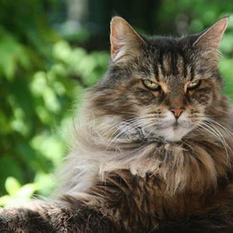 Do all Maine Coon cats get big?