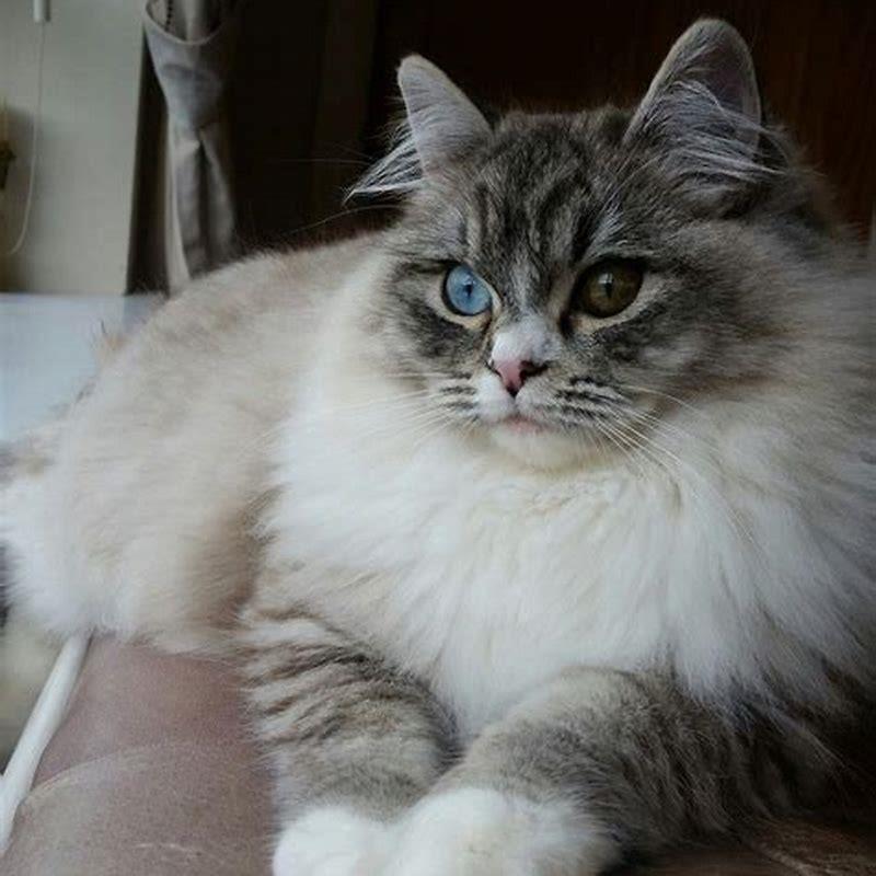 Do all ragamuffin cats have blue eyes? - DIY Seattle