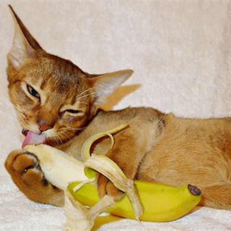 do-bananas-repel-cats-diy-seattle