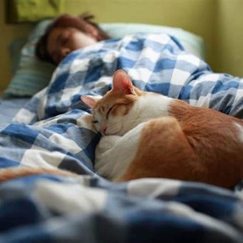 Do blankets keep cats warm?