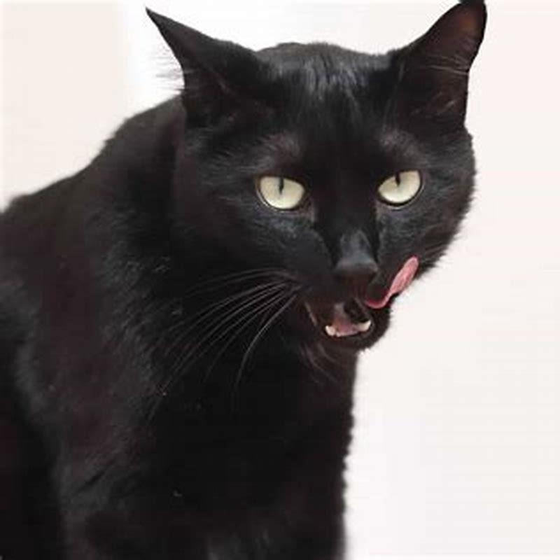 Do Bombay cats get along with cats?