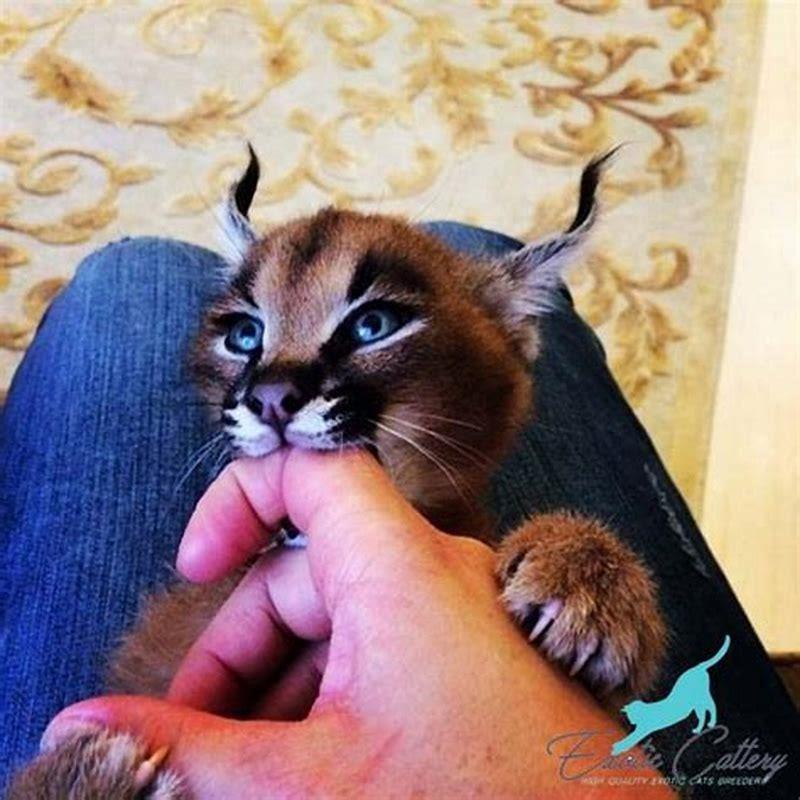 Do caracal cats make good pets? - DIY Seattle