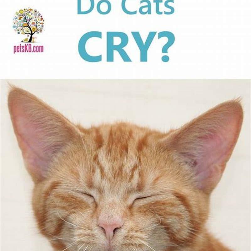 Do cats care if their owners cry?