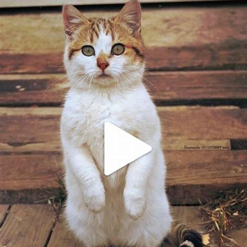 Do cats choose when to purr?
