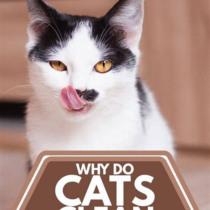 Do cats clean themselves after eating? DIY Seattle