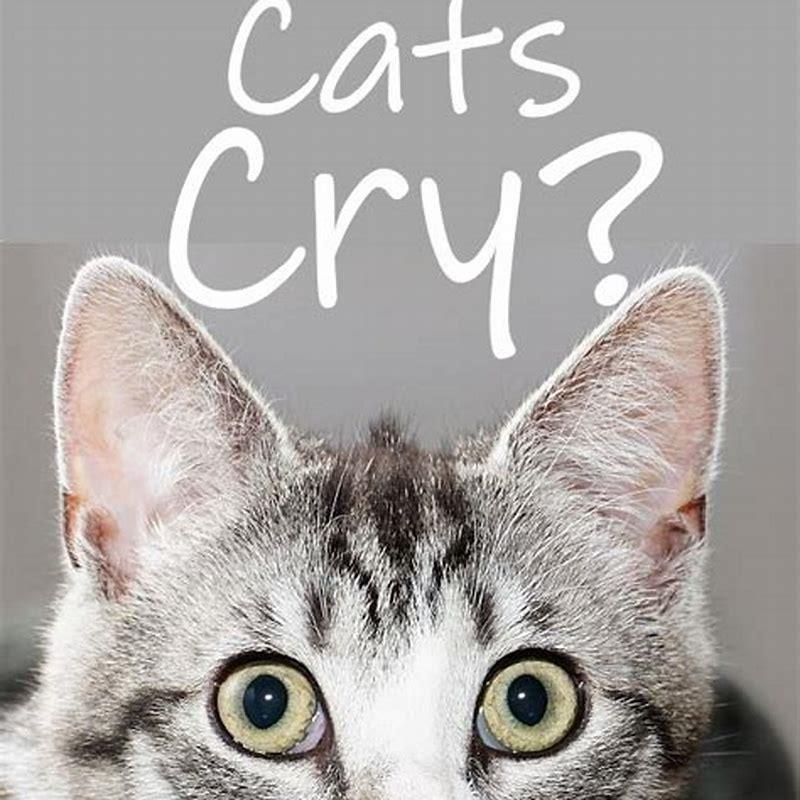 do-cats-cry-for-other-cats-diy-seattle