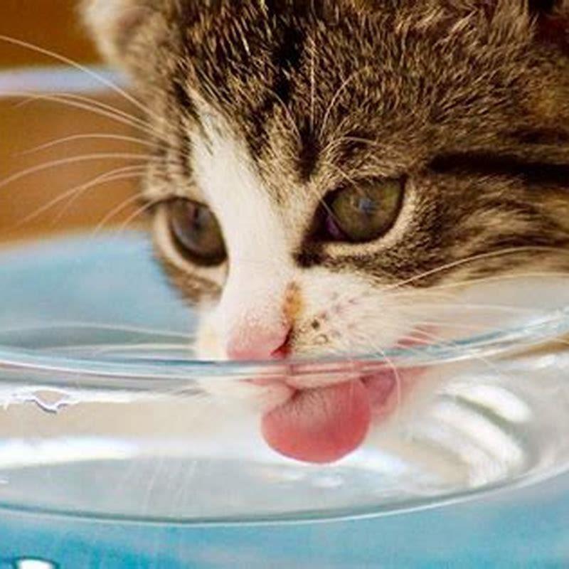 do-cats-drink-water-from-a-bowl-diy-seattle