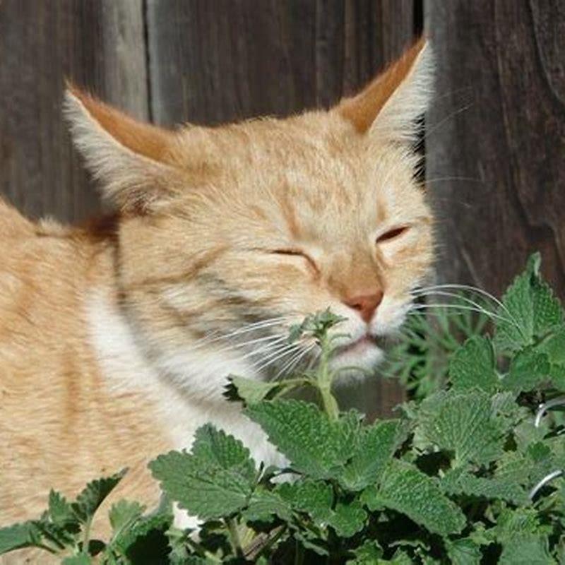Do cats enjoy catnip?