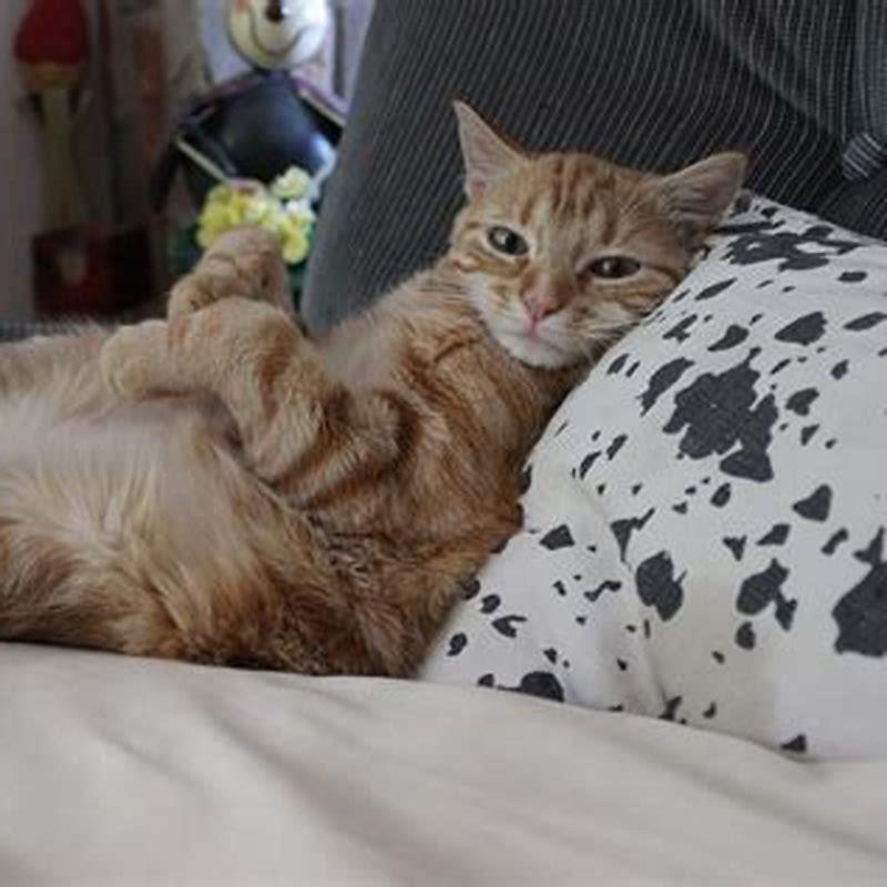 Do cats fart when happy?