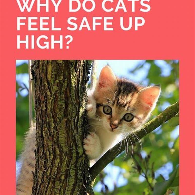 do-cats-feel-safe-up-high-diy-seattle