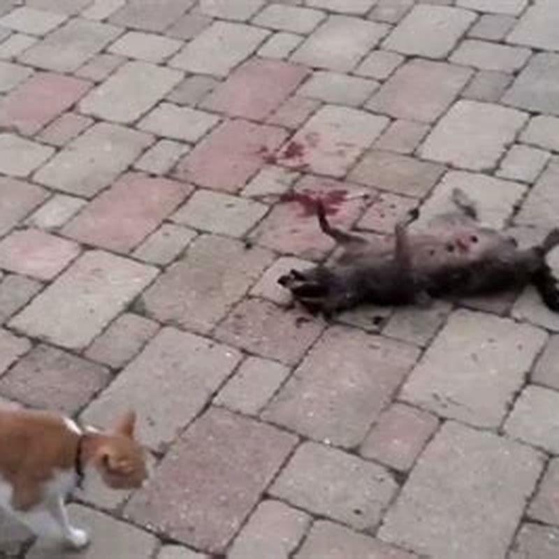 Do cats fight to the death?