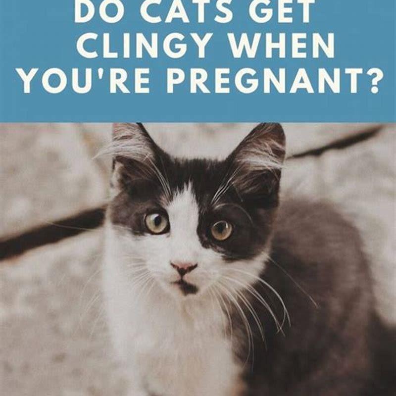 do-cats-get-clingy-when-youre-pregnant-diy-seattle