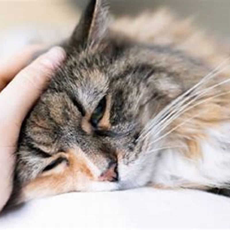 Do Cats Get Sad When Separated From Other Cats DIY Seattle
