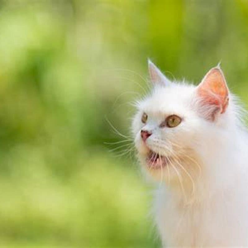 Do cats get stressed by other cats?