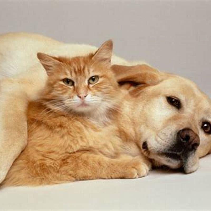 Do cats go well with dogs?