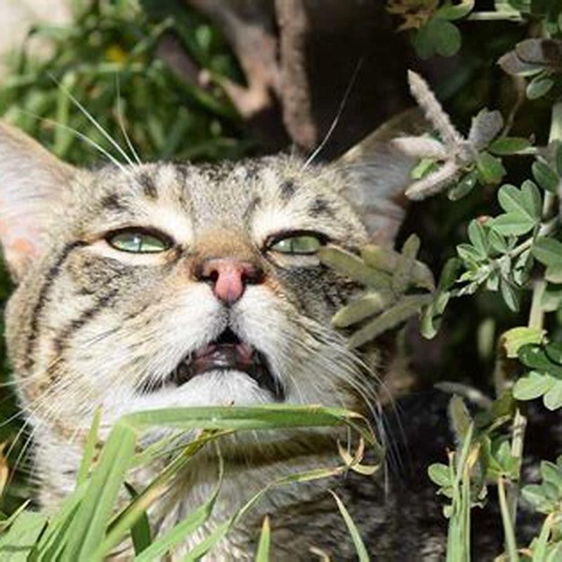 Do cats have a cat smell? DIY Seattle