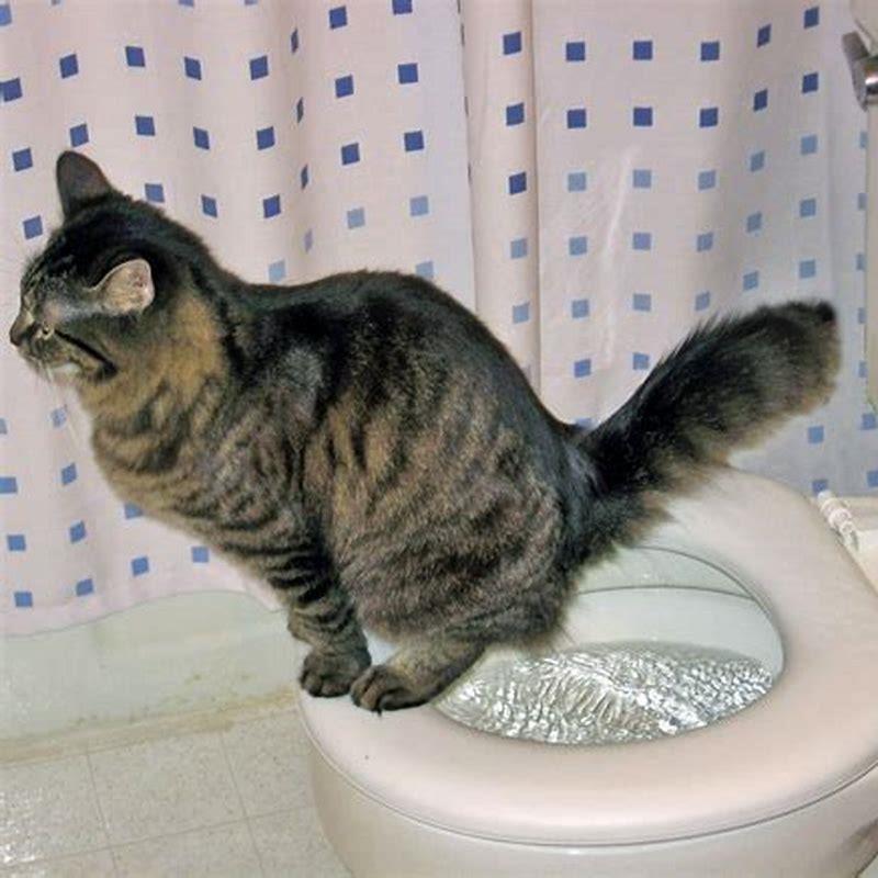 Do cats have a pee hole?