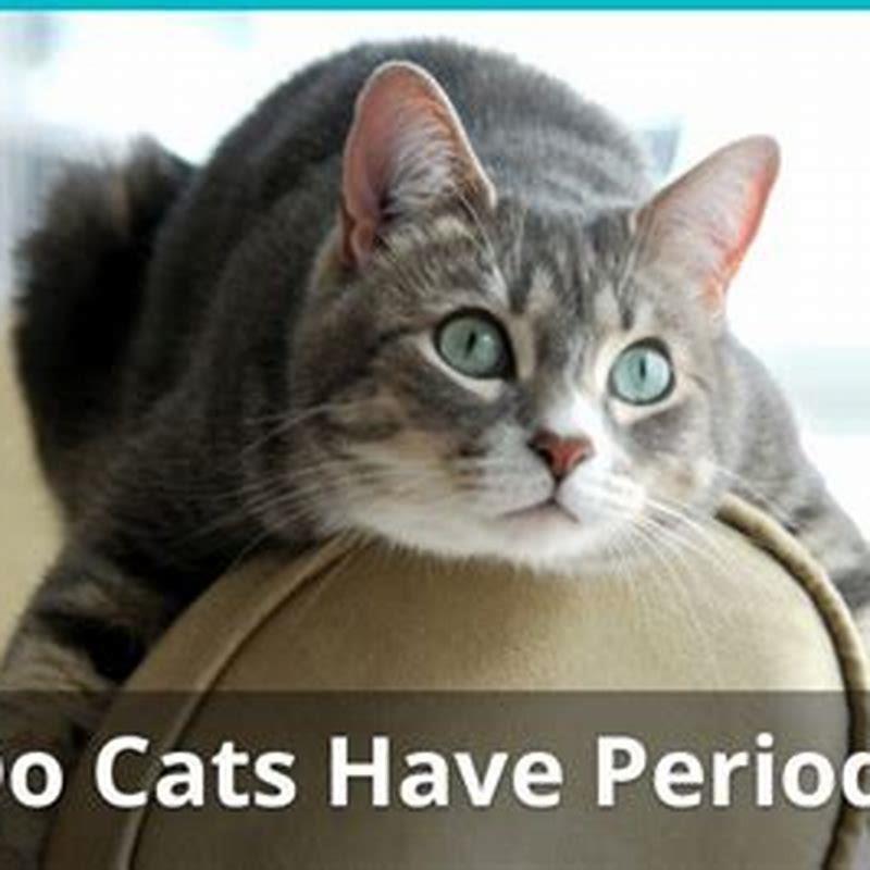 Do cats have a period and bleed?