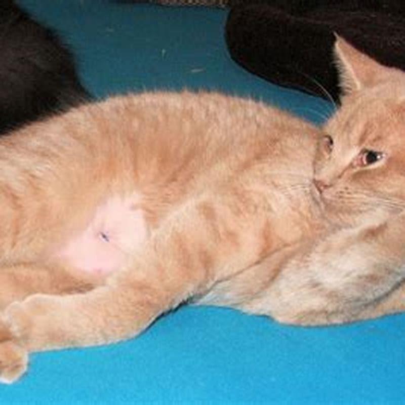 Do cats have bellybutton?
