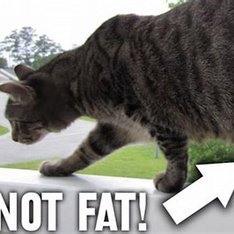 Do cats have big stomach?