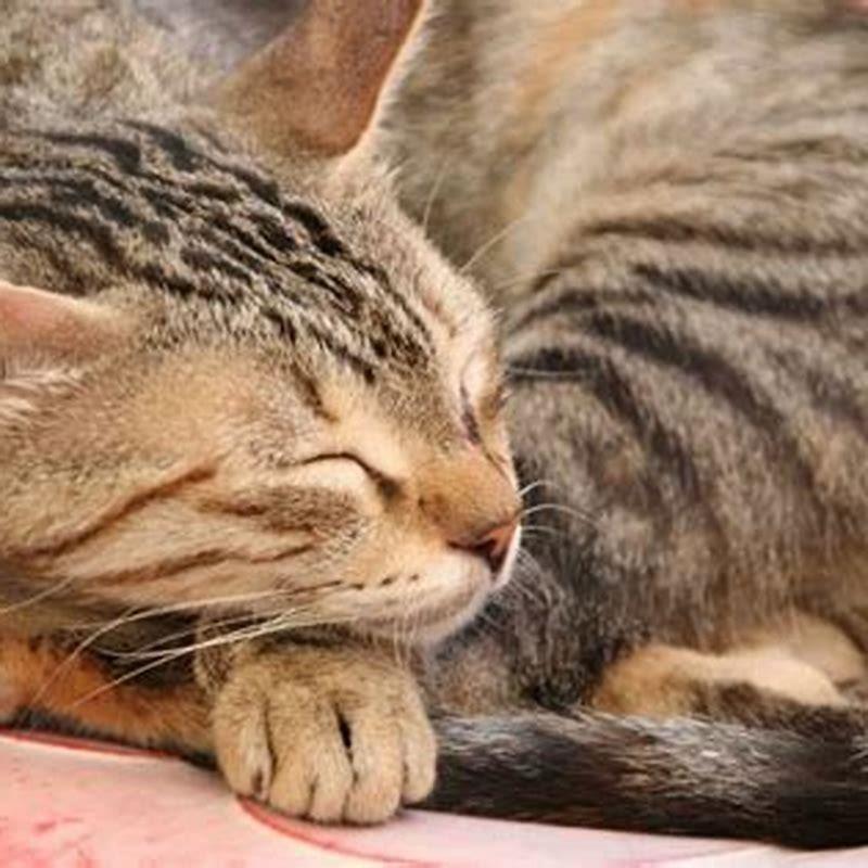 Do cats have dreams about their owners?