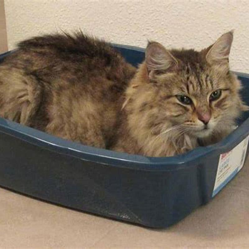 Do cats have to have a litter box?