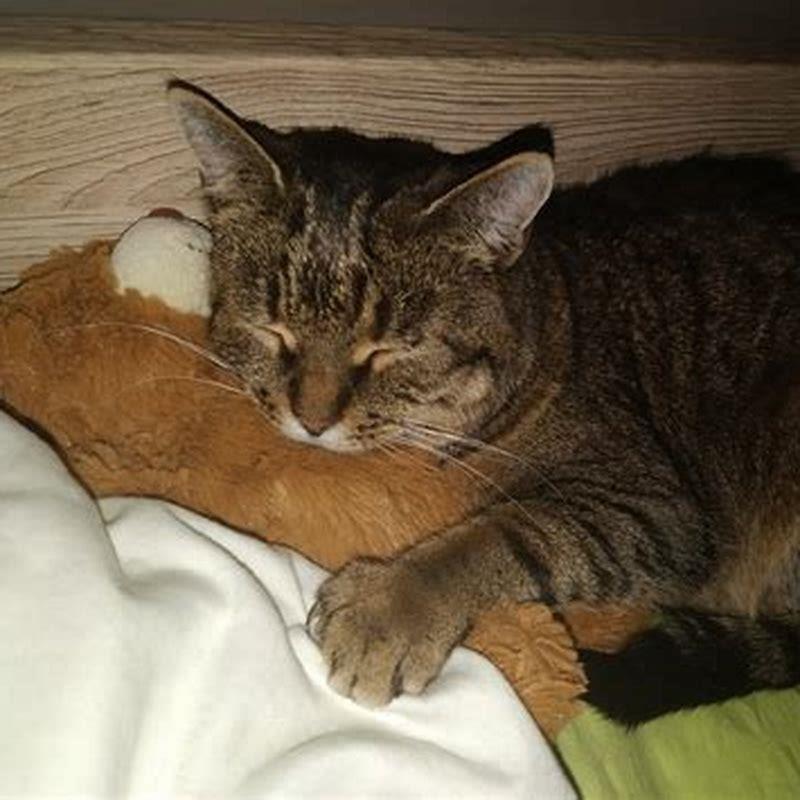 Do cats imprint on other cats diy seattle