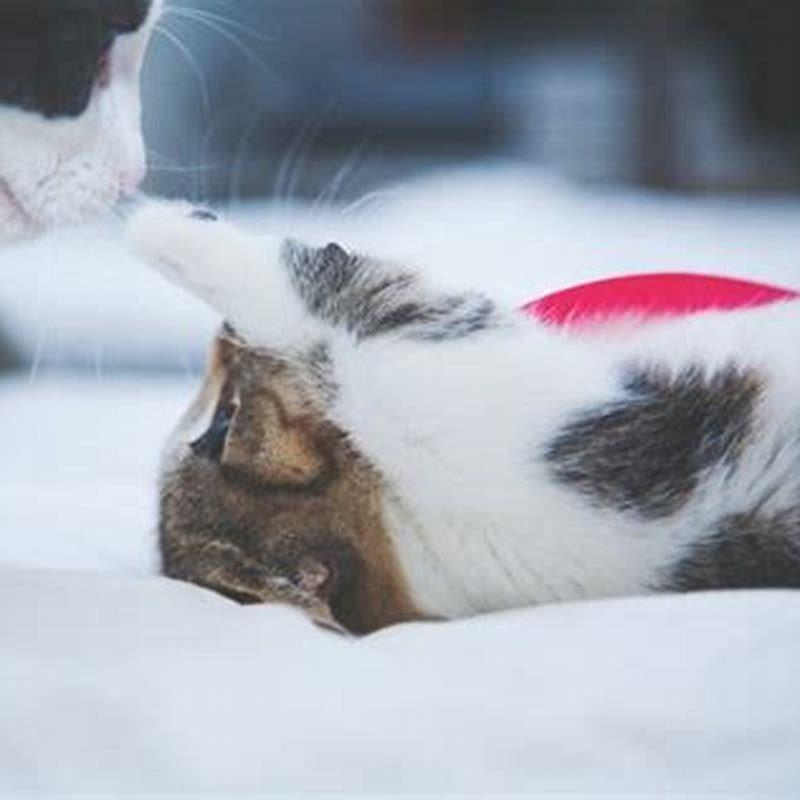 do-cats-kill-each-other-in-cat-fights-diy-seattle
