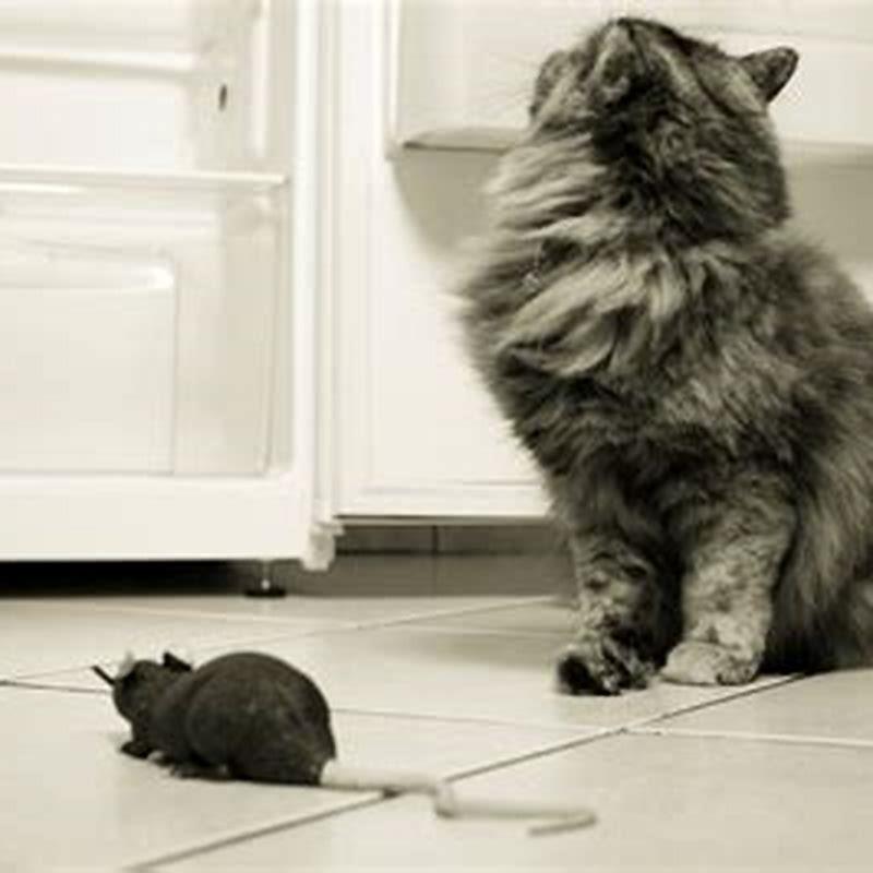 Do Cats Kill Mice And Eat Them DIY Seattle