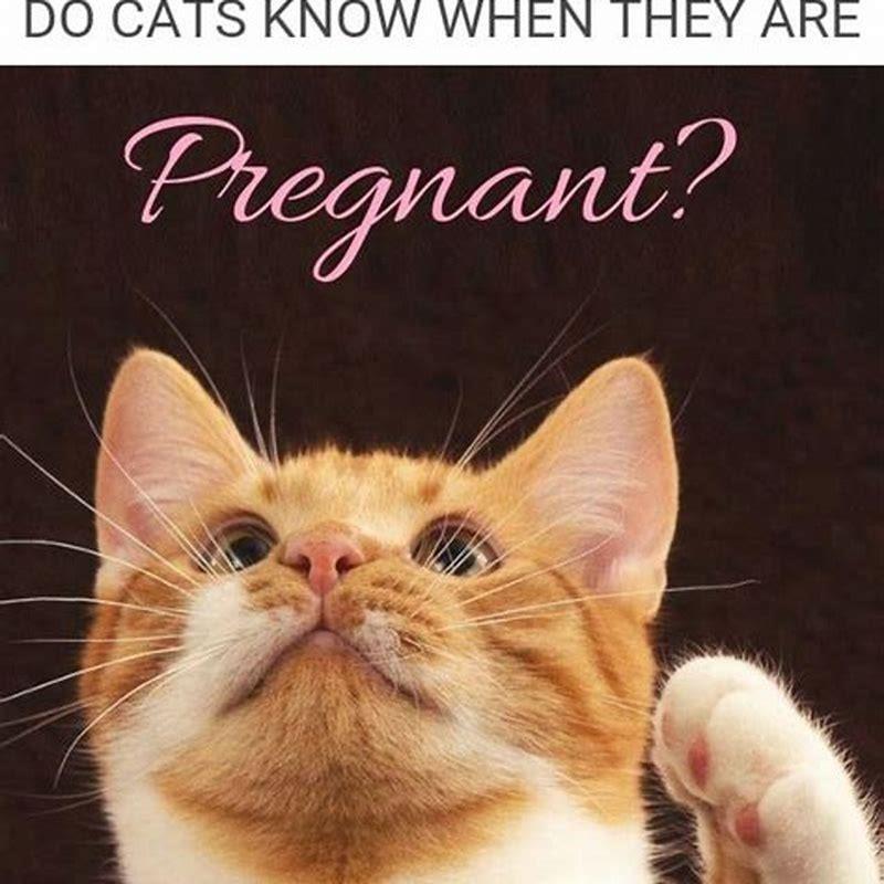 do-cats-know-if-they-are-pregnant-diy-seattle