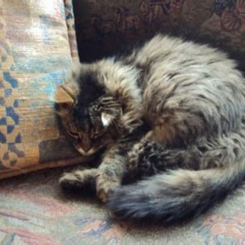 Do cats know when their owner has died?