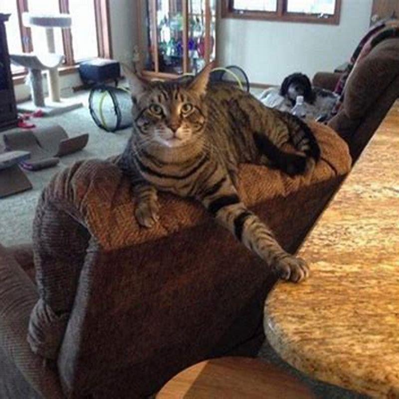 Do cats know when they are being assholes?