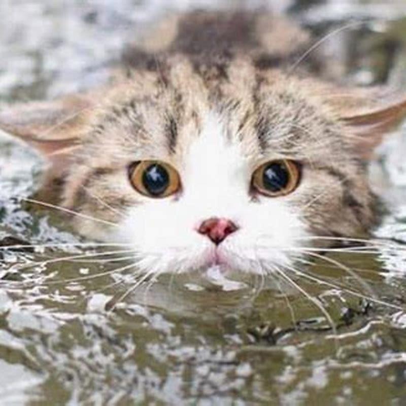 Do cats like being in water? - DIY Seattle