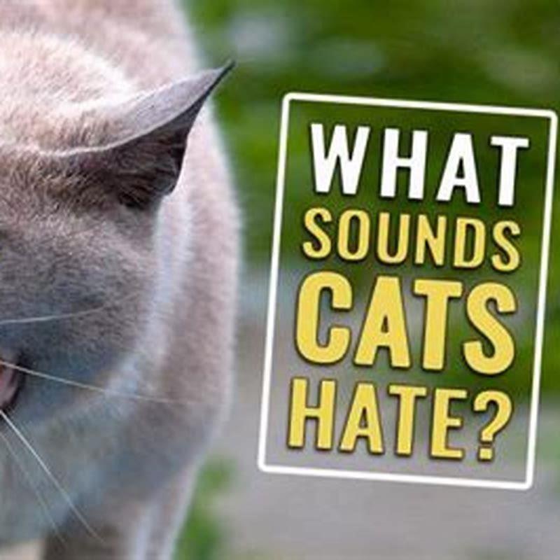 do-cats-like-cat-sounds-diy-seattle