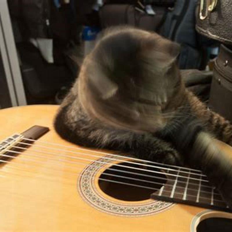 Do cats like music left on?