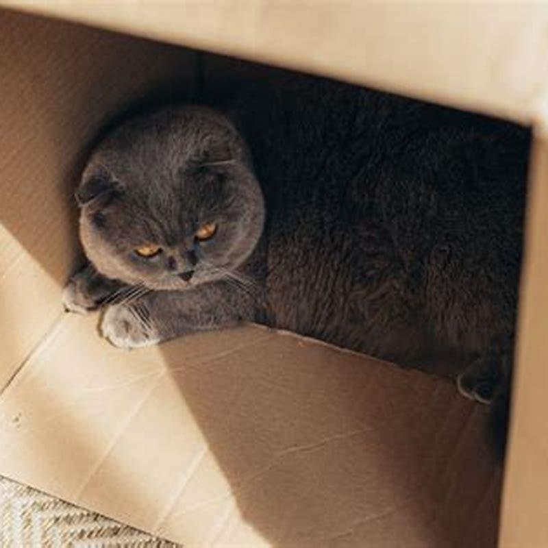 do-cats-like-small-enclosed-spaces-diy-seattle