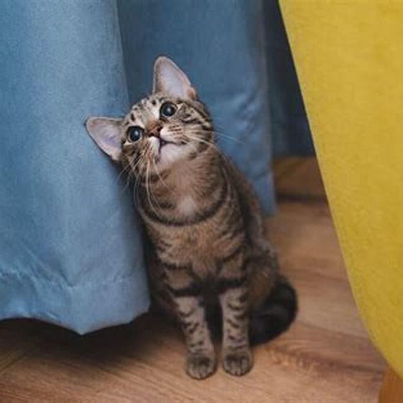 Do cats like to be hugged?