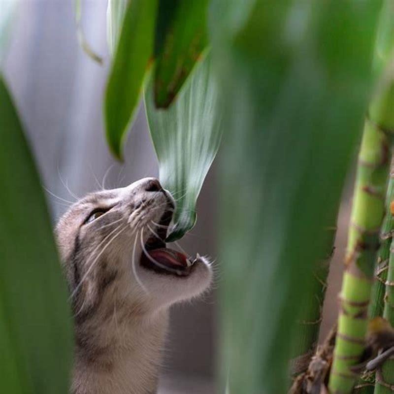 Do cats like to poop in mulch? DIY Seattle