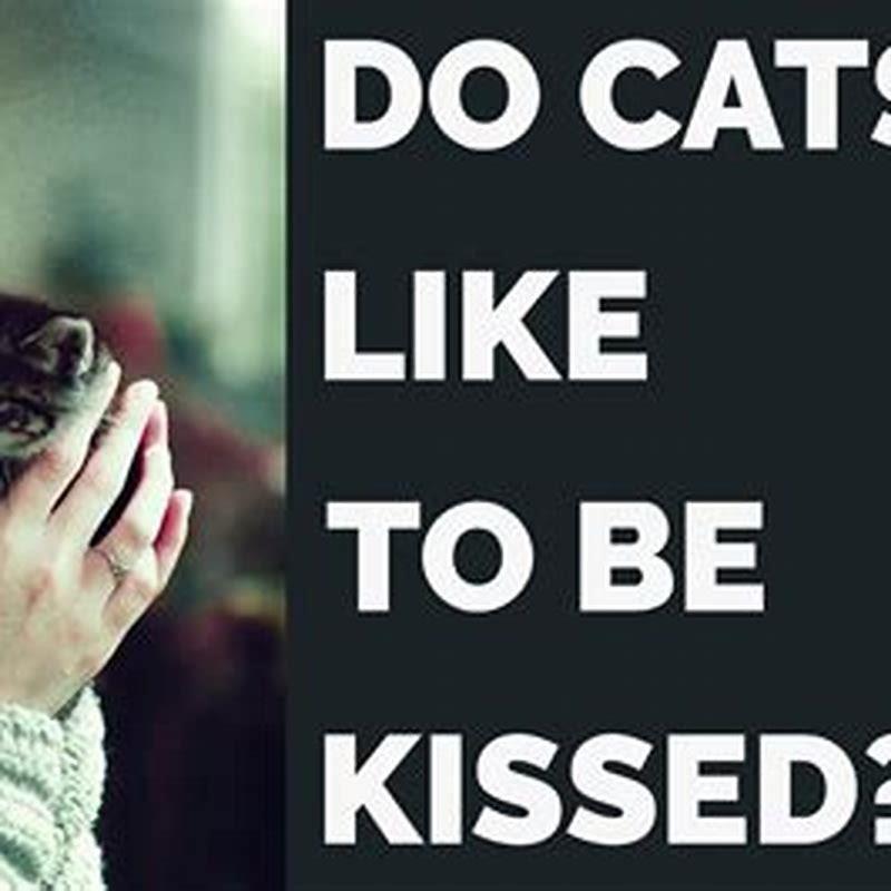 do-cats-like-when-their-owners-kiss-them-diy-seattle