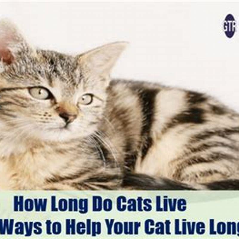 do-cats-live-longer-if-they-are-loved-diy-seattle