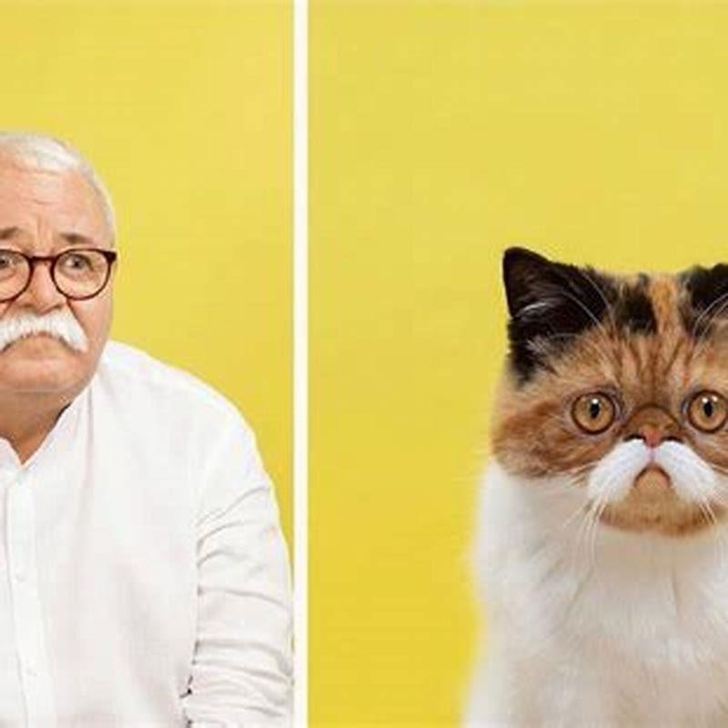 Do cats look at humans as cats?